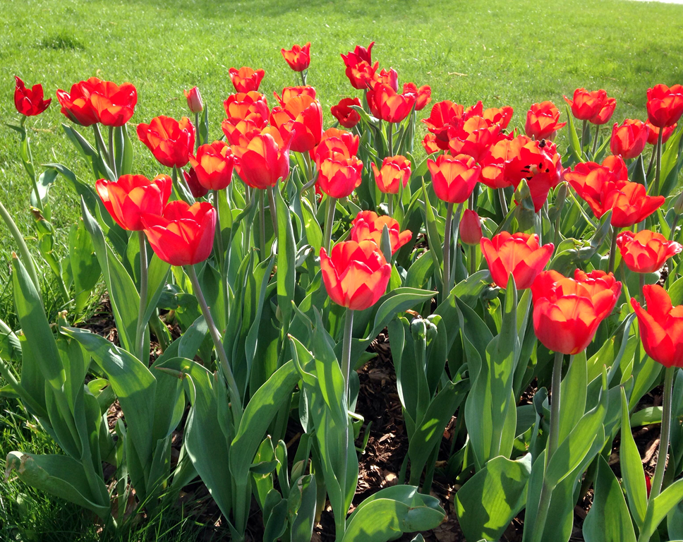 Kwitnące czerwone tulipany - odmiana nazwana imieniem Ireny Sendlerowej.