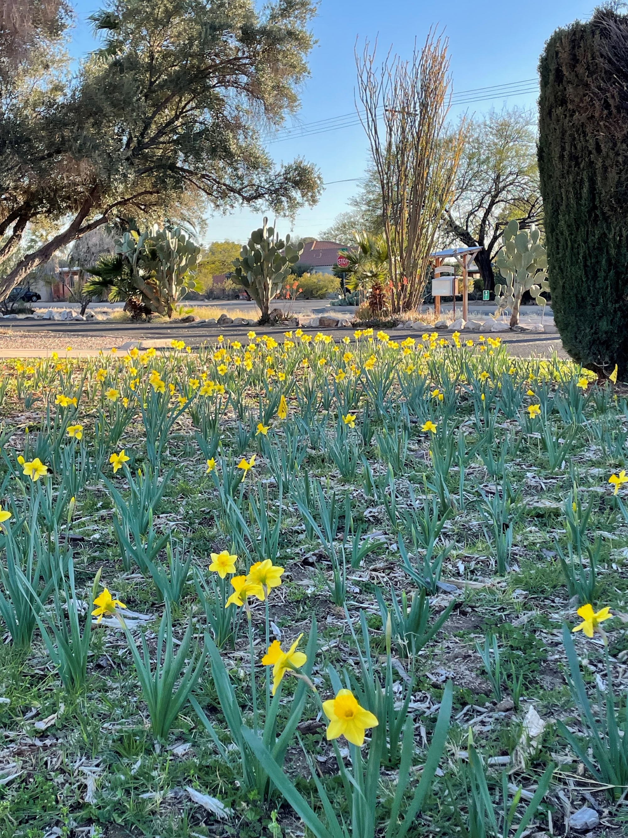 Daffodils on a meadow in Tucson.