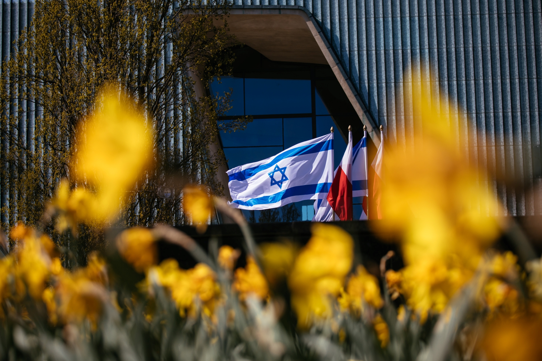Polish and Israeli flags waving next to POLIN Museum building. In front of museum there is daffodil meadow.