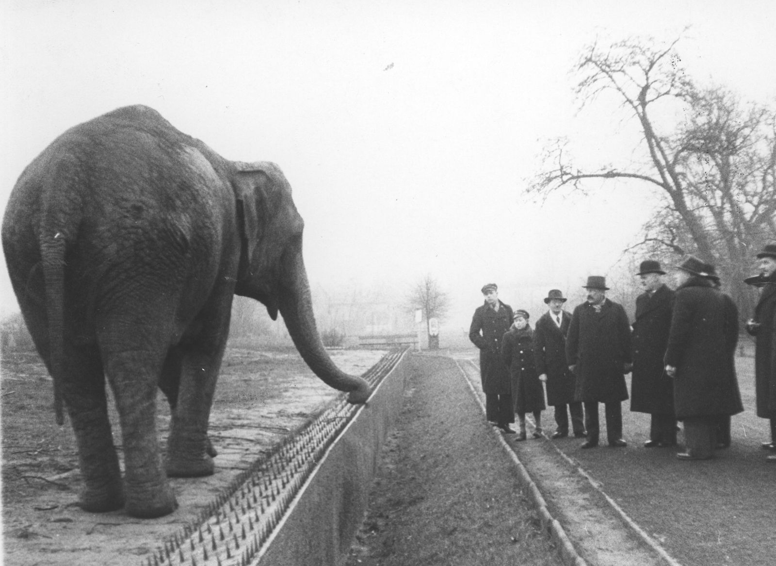 Słoń w ZOO. Za ogrodzeniem grupa odwiedzających w czarnych płaszczach i kapeluszach.