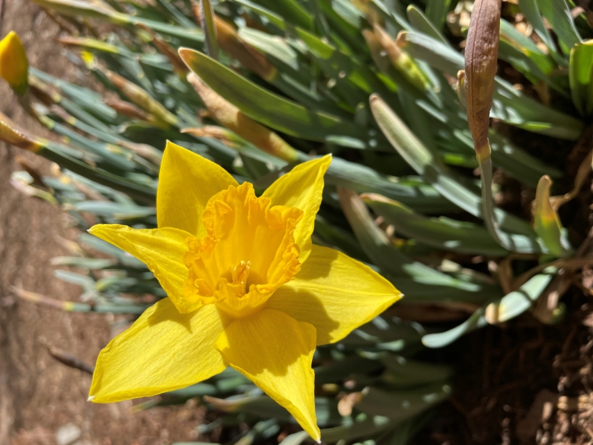 Blossoming daffodil