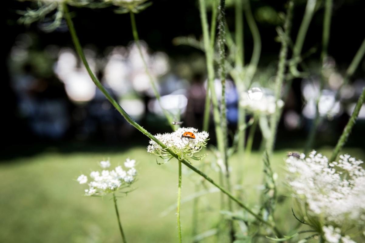 Biedronka siedzi na białym kwiatku. W tle zielona łąka.