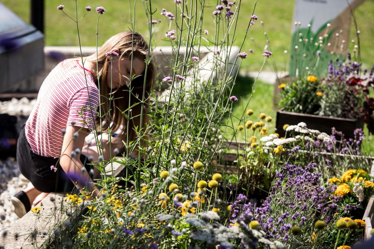 Dziewczyna sadzi kwiaty w rabatkach podczas warsztatów ogrodniczych w Muzeum POLIN.